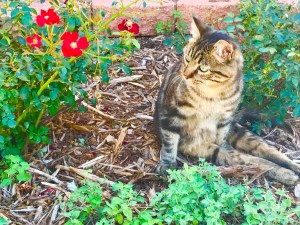 Cory the cat at Best Friends Animal Sanctuary